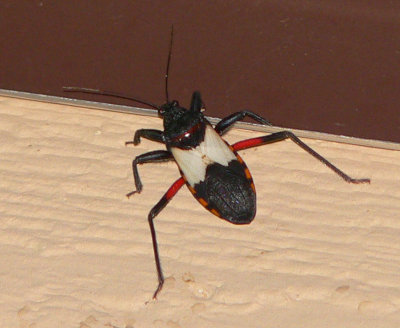 Assassin Bug - Microtomus purcis