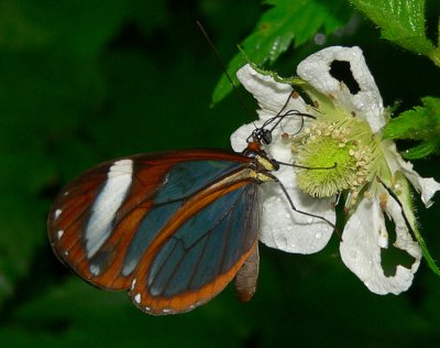 Glassywing Butterfly