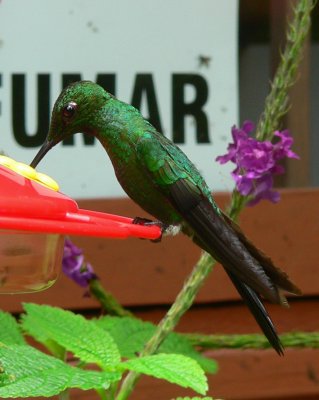 Green-crowned Brilliant - Heliodoxa jacula