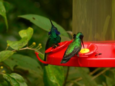 Green Violet-ears - Colibri thalassinus