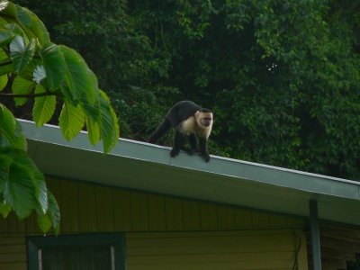 White-faced Capuchin - Cebus capucinus