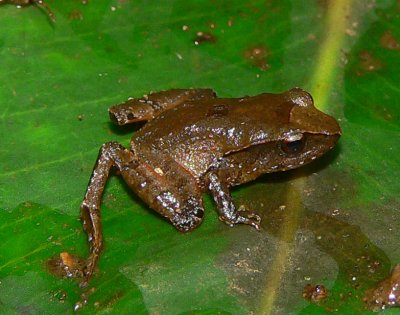 Frog - <i>Craugastor podiciferus</i>