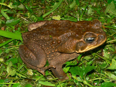 Giant Toad - Chaunus marinus