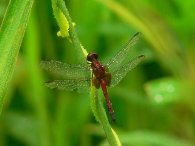 Red-faced Dragonlet - Erythrodiplax fusca