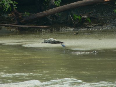 American Crocodiles - Crocodylus acutus