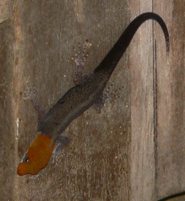 Yellow-headed Gecko - <i>Gonatodes albogularis</i>