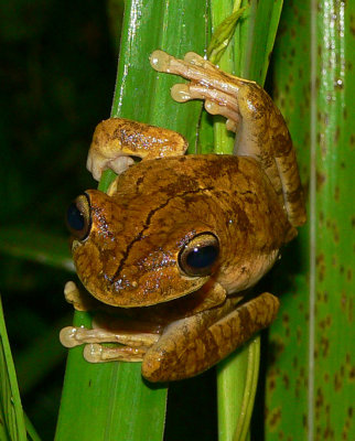 Gladiator Frog - Hypsiboas rosenbergi
