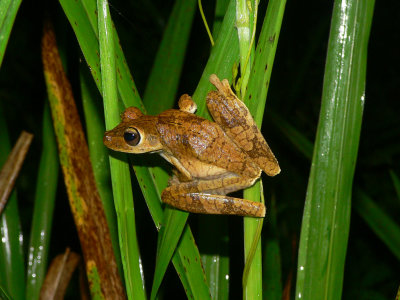 Gladiator Frog - Hypsiboas rosenbergi
