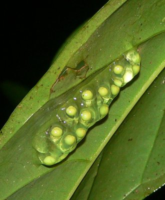 Red-eyed Treefrog Eggs - Agalychnis callidryas