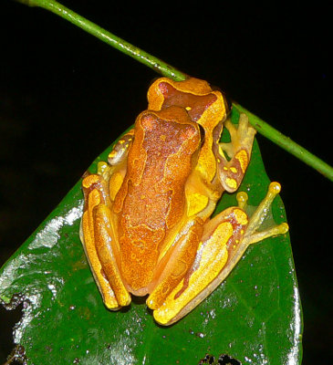 Treefrogs - Dendropsophus ebraccatus