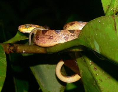 Cat-eyed Snake - Leptodeira septentrionalis