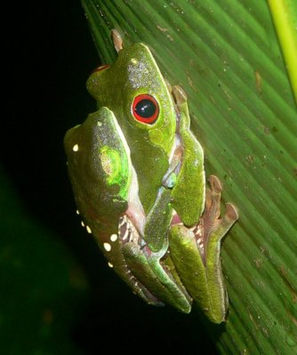 Red-eyed Treefrogs - Agalychnis callidryas