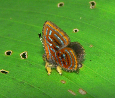 Butterfly - Sarota gyas