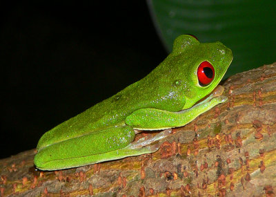 Red-eyed Treefrog - Agalychnis callidryas