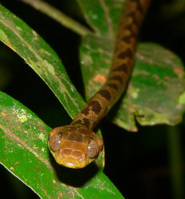 Cat-eyed Snake - Leptodeira septentrionalis