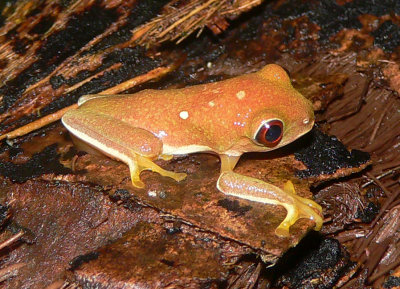 Frog - Agalychnis