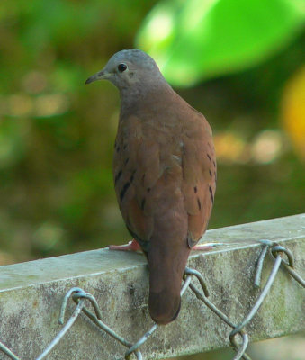 Ruddy Ground-dove - Columbina talpacoti