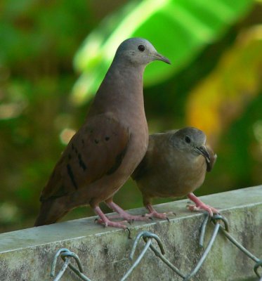 Ruddy Ground-doves - Columbina talpacoti