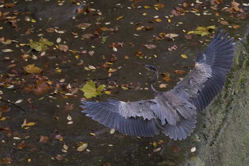 Heron 2.jpg