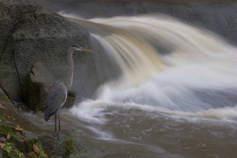 Heron 3.jpg
