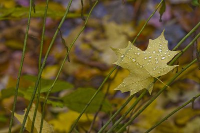 Raindrops on a Maple Leaf.jpg
