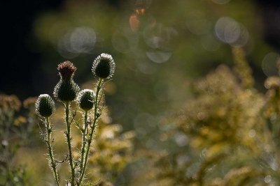 Backlit Thistles *.jpg