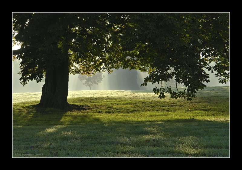 Laube dans le parc