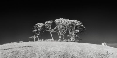 Infrared Trees