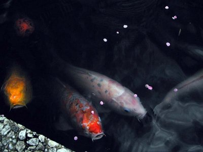 35P1060143.jpg