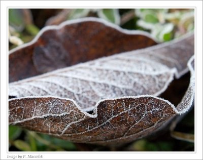 A frozen leaf