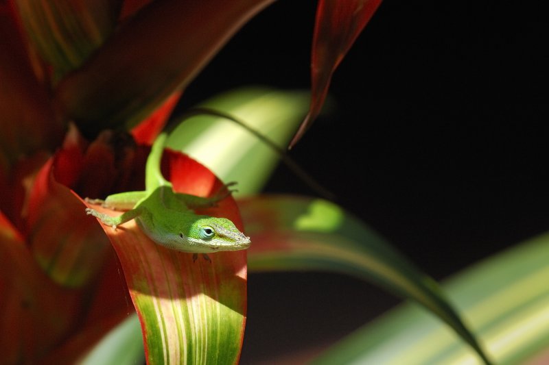 FIRST LIZZARD.jpg