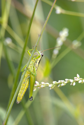 grasshopperZipTN.jpg