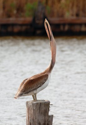 Pelican Stretch.jpg