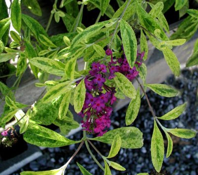 Buddleia davidii 'Santana' pp#12383