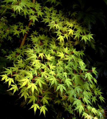 Acer palmatum 'Katsura'
