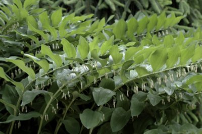 Polygonatum commutatum