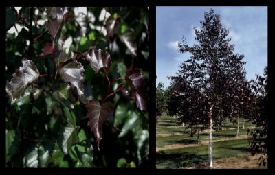 Betula x 'Royal Frost'