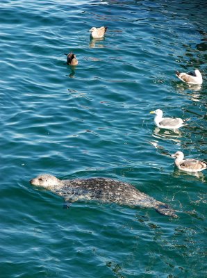 Monterey Peninsula,  gulls and a seal looking for handout