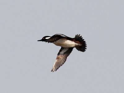 Hooded Merganser