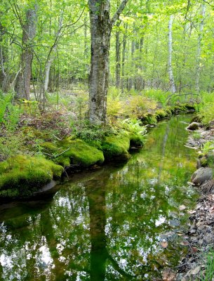 Acadian  stream with spring greenery