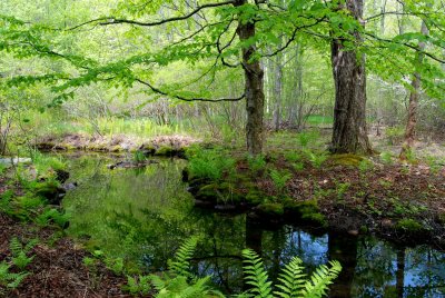 Acadian  stream with spring greenery