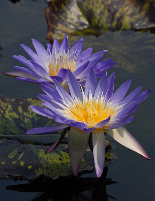 Water Lillies