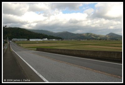 Rice Fields