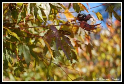 Autumn Colours