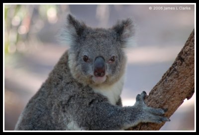 Bokeh Koala