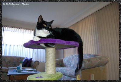King of the cat tree