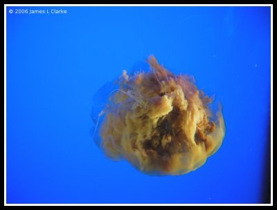 Brown Jellyfish