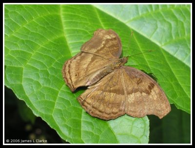 Brown Butterfly