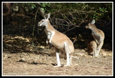 A Pair of Roos