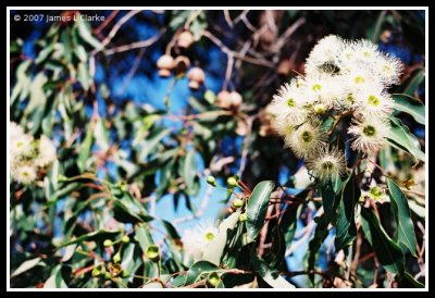 Gums in Blossom